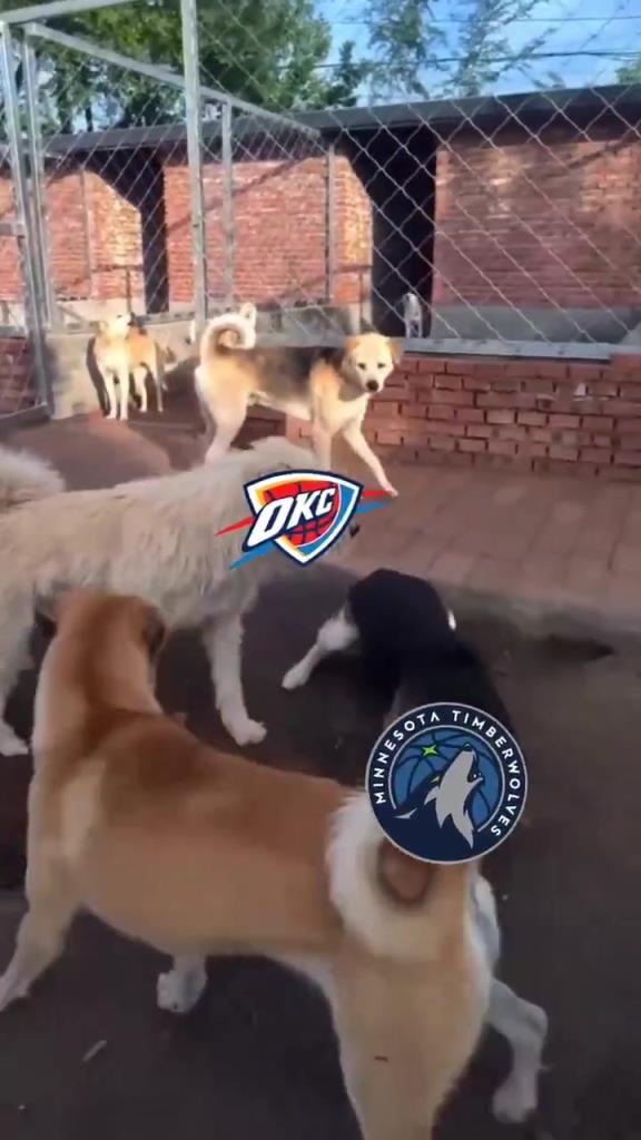 太有活了！美媒惡搞：狗王雷霆嚇退掘金灰熊，把森林狼按地上